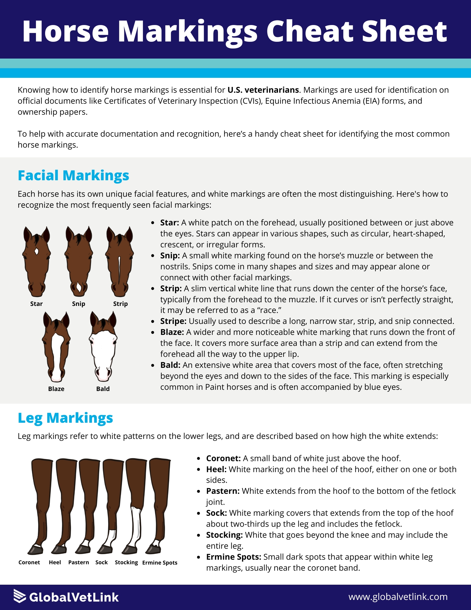 US_Horse Markings Cheat Sheet.jpg