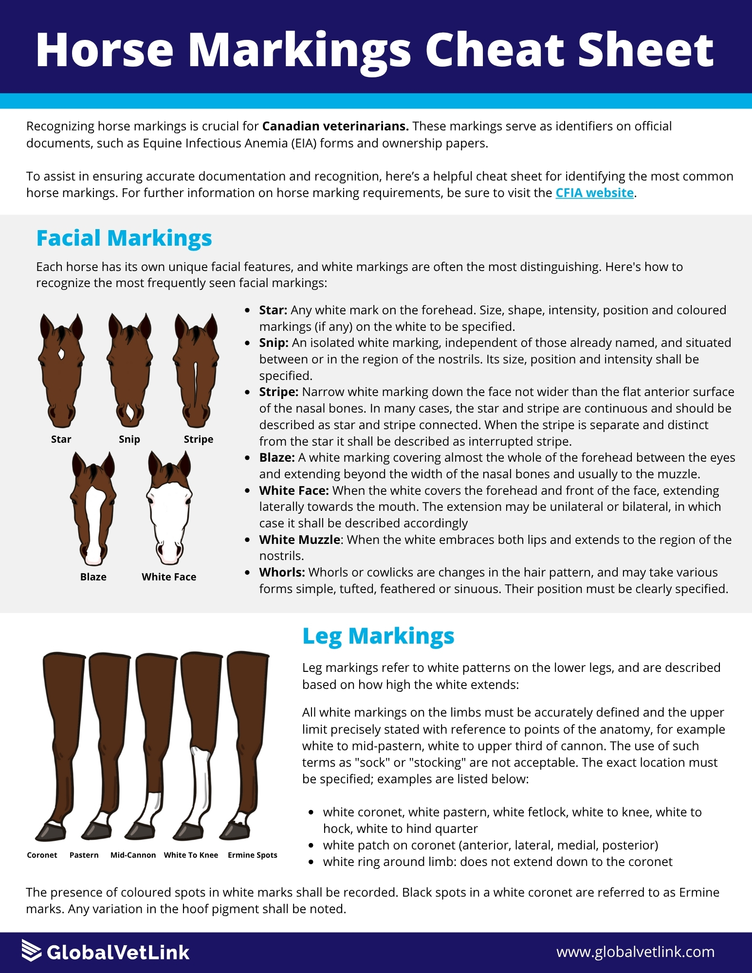 CFIA_Horse Markings Cheat Sheet.jpg